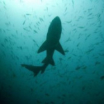 Thumbnail of post image 197